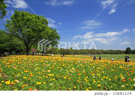 アイランドポピー 15681124