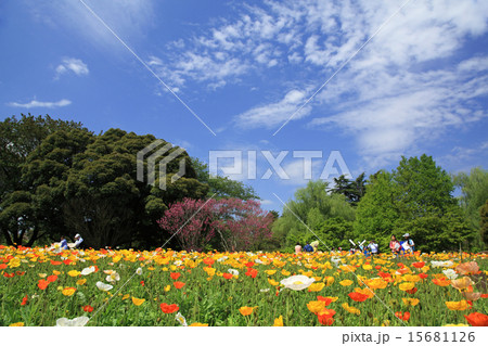 アイランドポピー　 15681126