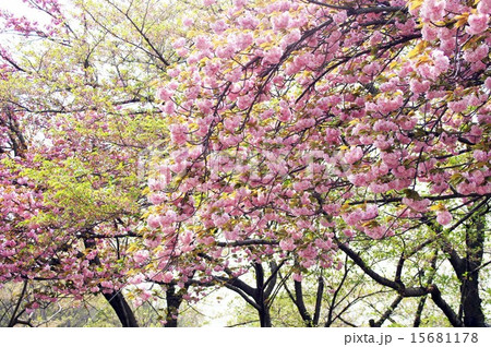 八重桜 15681178