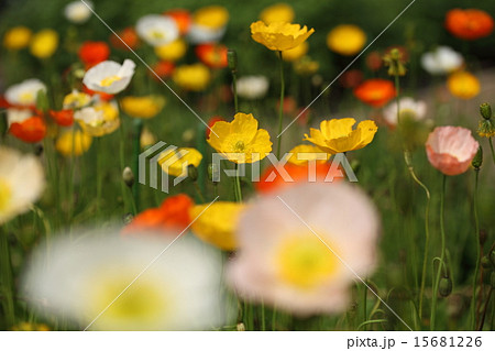 アイランドポピー 15681226