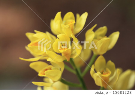 ギンラン ギンラン 15681228