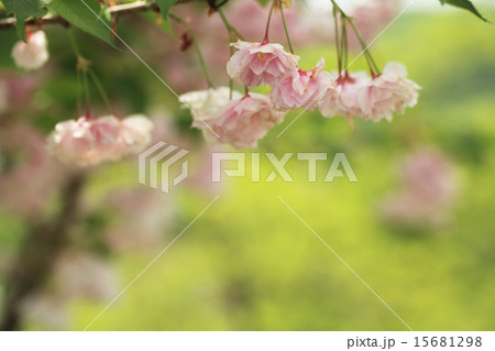 ボタン桜 15681298