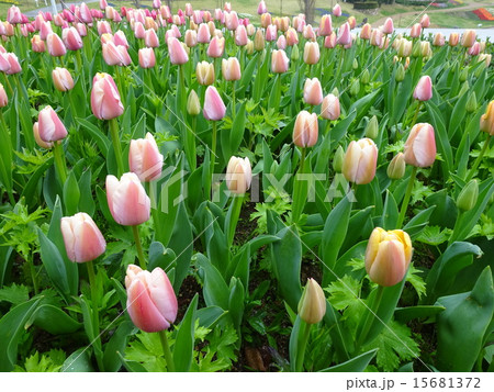 明石海峡公園,花みどりフェア 15681372