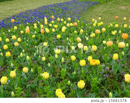 明石海峡公園・花みどりフェア 15681378