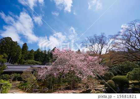 春の実光院の不断桜 15681821