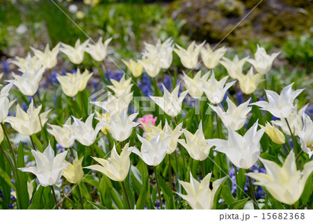 白いチューリップ 15682368