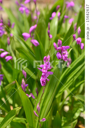 シランの花 15682637