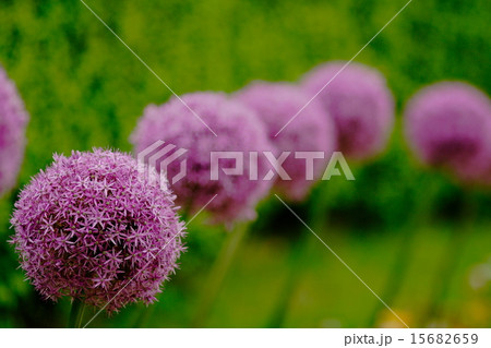 アリウムグローブマスター 15682659