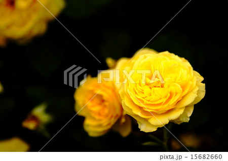 サンライトロマンティカ 15682660