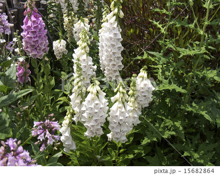 ジギタリス (キツネノテブクロ) の花 ジギタリス (キツネノテブクロ) の花 15682864