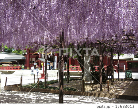 大藤と八重の藤が咲く春の笠間稲荷神社の写真素材