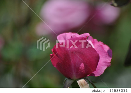 ショッキングブルーのつぼみ ショッキングブルーのつぼみ 15683051