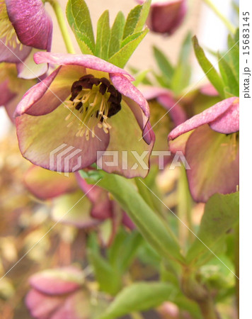 クリスマスローズ(ピンク)の鉢植え クリスマスローズ(ピンク)の鉢植え 15683145