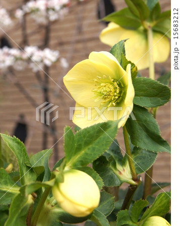 クリスマスローズ(黄)の鉢植え クリスマスローズ(黄)の鉢植え 15683212