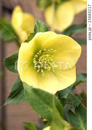 Christmas Rose Yellow Potted Plant Stock Photo