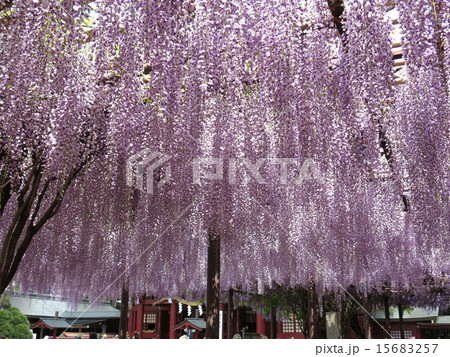 笠間稲荷神社の大藤の写真素材