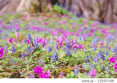 カタクリの花　花言葉は（初恋） 15683396