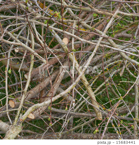 Pile of tree branches Pile of tree branches 15683441