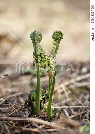 こごみ こごみ 15683459