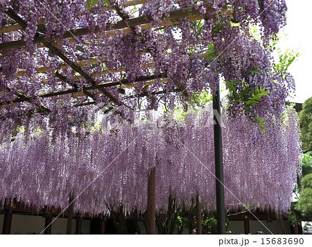 笠間稲荷神社の八重の藤と大藤の写真素材