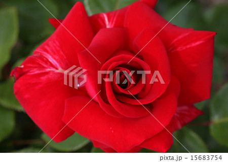 蜂ヶ峰の薔薇 蜂ヶ峰の薔薇 15683754