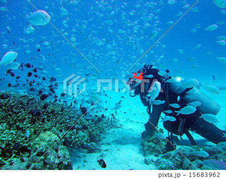 サンゴと熱帯魚とダイバー 15683962