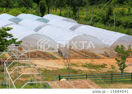 plant nursery of organic vegetable 15684041