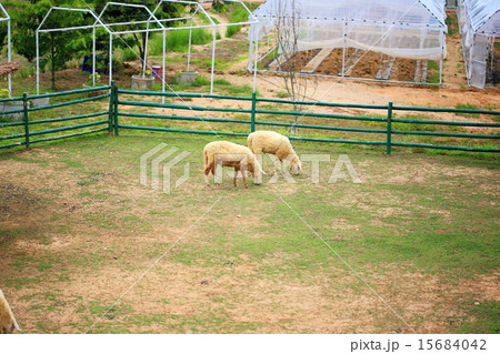 sheep in fram meadow 15684042