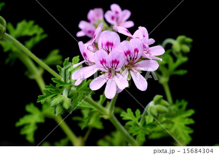 ローズゼラニウム ローズゼラニウム 15684304