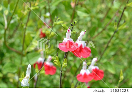 チェリーセージ 15685228