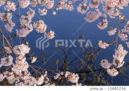 湖と桜 湖と桜 15685236
