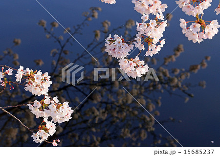 湖と桜 湖と桜 15685237