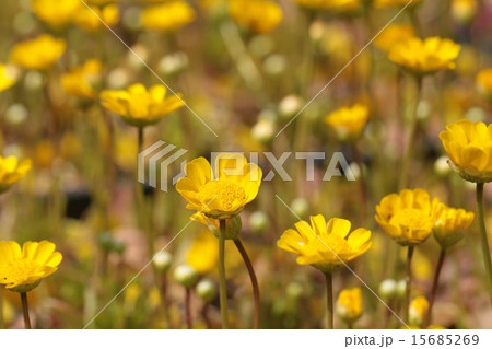 クリサンセマム 15685269