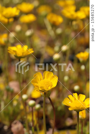 クリサンセマム 15685270