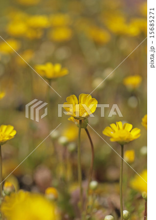 クリサンセマム 15685271