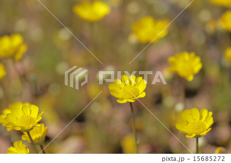 クリサンセマム 15685272