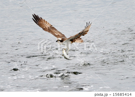 猛禽ミサゴの魚狩り 猛禽ミサゴの魚狩り 15685414