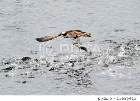 猛禽ミサゴの魚狩り 猛禽ミサゴの魚狩り 15685415