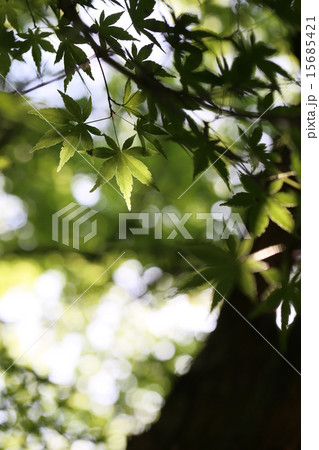 ヤマモミジ 15685421