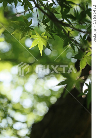 ヤマモミジ ヤマモミジ 15685422