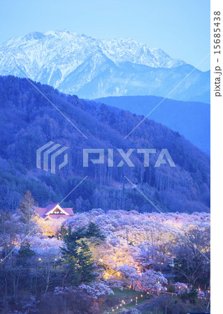 高遠城址公園の夜桜と南アルプス　長野県伊那市 15685438