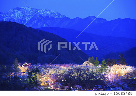 高遠城址公園の夜桜と南アルプス　長野県伊那市 15685439