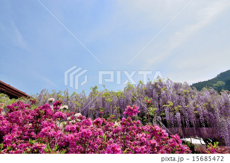 八女黒木大藤まつり 15685472