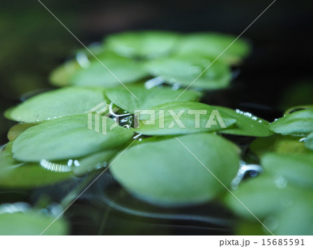 水草 アマゾンフロッグピットの写真素材