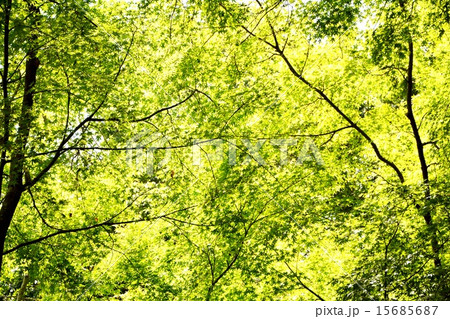 新緑 15685687