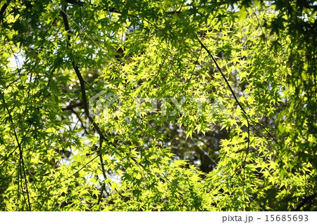 新緑 15685693
