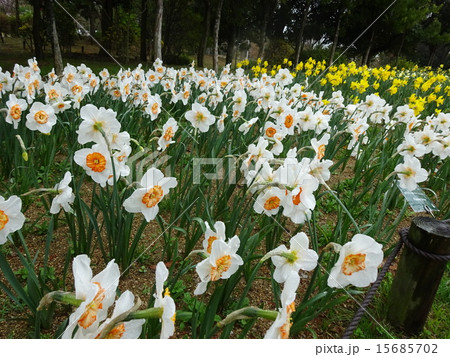 明石海峡公園・花みどりフェア 明石海峡公園・花みどりフェア 15685702