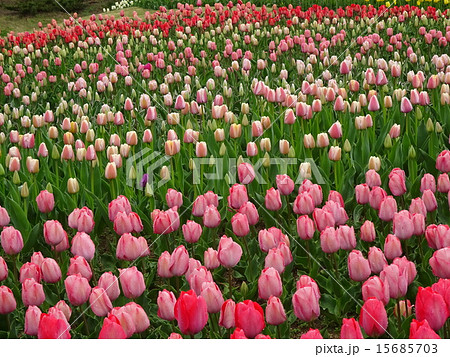 明石海峡公園・花みどりフェア 明石海峡公園・花みどりフェア 15685703