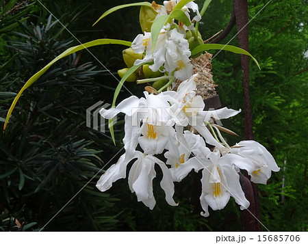 明石海峡公園・奇跡の星の植物館 15685706
