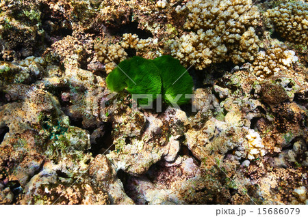 Coral reef 15686079